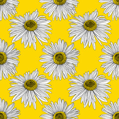 Seamless pattern of Hand Drawn floral plants camomile flowers. Line herb flowers daisy. Flower with yellow center. Botanical greenery chamomile flower illustration on yellow background.