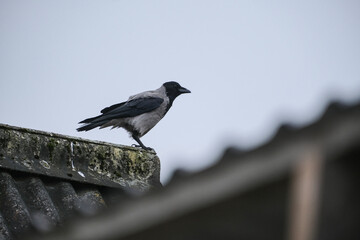The hooded crow (Corvus cornix), also called the scald-crow or hoodie sitting on roof