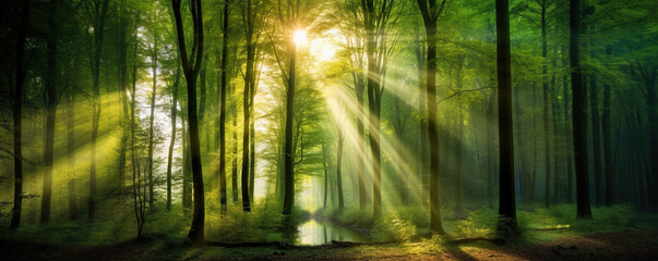 Fototapeta premium Bright panoramic sunrise or sunset in green forest in summer background