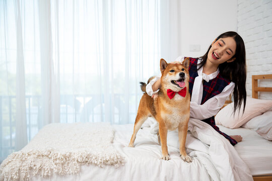 Young pretty Asian woman sitting and stroking Brown Shiba inu dog head on white bed with copy space