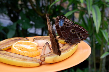 Schmetterling
