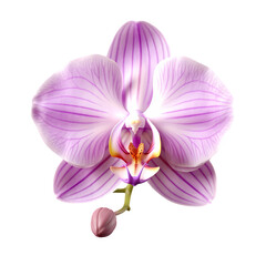 Purple orchid isolated on transparent background