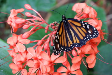 Schmetterling © Stefan