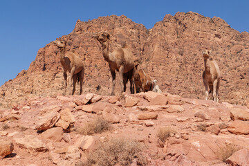 Kamele im Biosphärenreservat Dana, ein Gebiet von atemberaubender natürlicher Schönheit mit 320 Quadratkilometern das größte Naturschutzgebiet Jordaniens.
