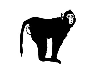 Silhouette black monkey isolated on white background.