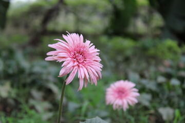 BEAUTIFUL, GARDEN, FLOWERS, NATURE, TREES PETALS, DHANBAD