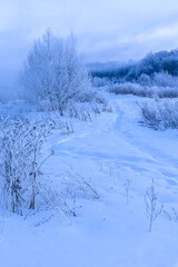 snow covered trees