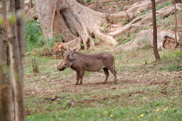 Pumba