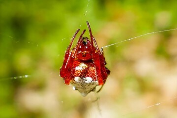 Close-up of a red spider perched on its web in Arkansas, USA