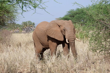 Obraz premium Elefantenbulle