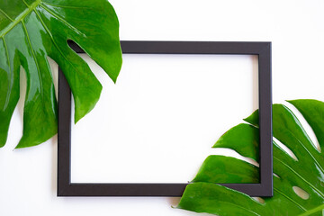 Black picture frame with part of fresh green jungle monster leaves on white background with copy space in summer composition concept