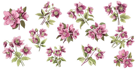 set of illustration of hellebore. spring flower bundle hellebores. isolated on a transparent background. - obrazy, fototapety, plakaty