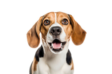 Portrait of curious beagle dog isolated on white background