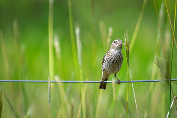 
We see a beautiful bird, light brown in color, perched on a fence, with a beautiful green background, trying to take its food.