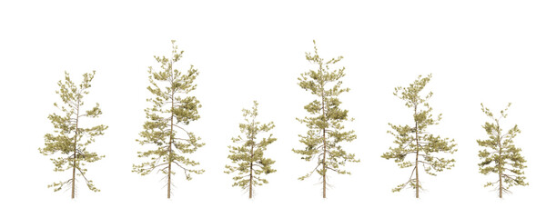 isolated pine tree on transparent background