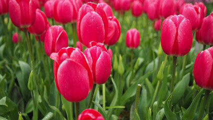 Tulip called rosy delight or mariette in pink color.