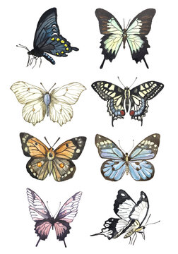 Butterflu watercolor clipart