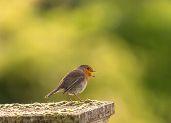 magnifique portrait d'un petit rougegorge bien mignon sublimer par de belles couleur et lumières