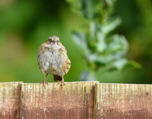 Sparrow in the garden