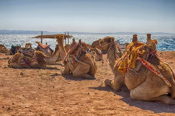 Gordijnen A caravan of camels rests in the desert against the backdrop of the red sea and high mountains. © Natallia