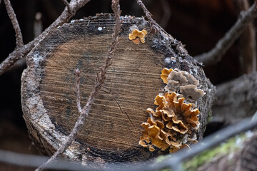 Hairy Stereum Bracket Fungi on log pile - Stereum hirsutum