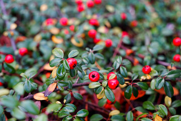 Obraz premium Red berries of cranberry as a garden decor