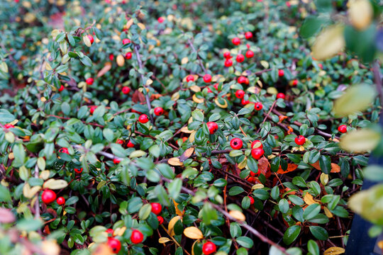 Red berries of cranberry as a garden decor
