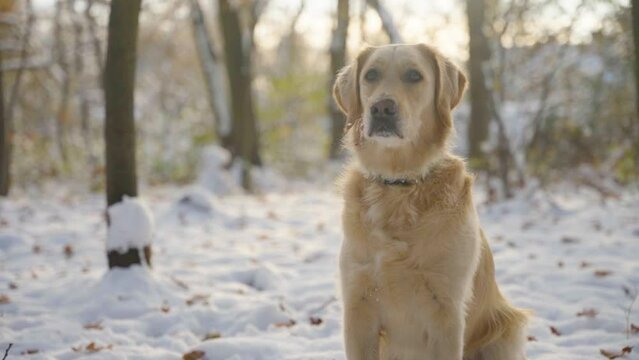 Focused golden retriever bitch sitting in a snowy winter forest. Camera moving towards her. Gentle sunlight in the background. 