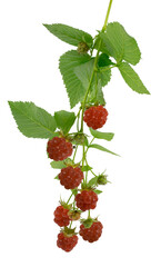 Raspberry branch with ripe red berries and leaves. on transparent, png. Close-up. Vitamins. Antiviral treatment.
