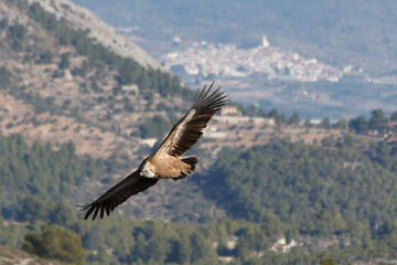 Gyps fulvus sobrevuela el barranco del Cint con la población de Beniarres al fondo, España
