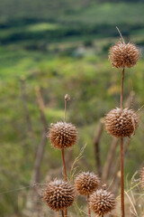 Obraz premium The dried flower head of the Klipp Dagga or Lions Ear scientific name Leonotis Nepetifolia with a blurred green background in Kauai, Hawaii, United States. 