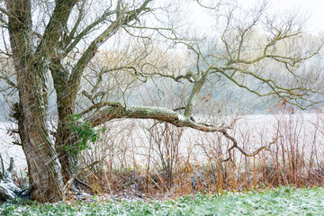 tree in snow storm burgenland