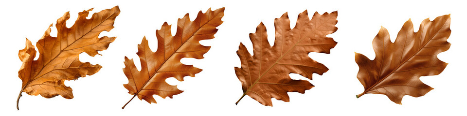 dry oak leaves set isolated on transparent background - design element PNG cutout collection - obrazy, fototapety, plakaty