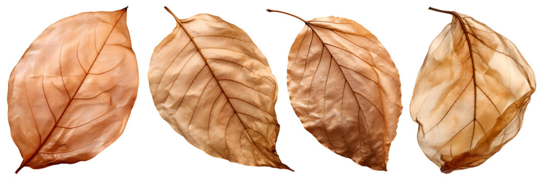dry leaves set isolated on transparent background - design element PNG cutout collection