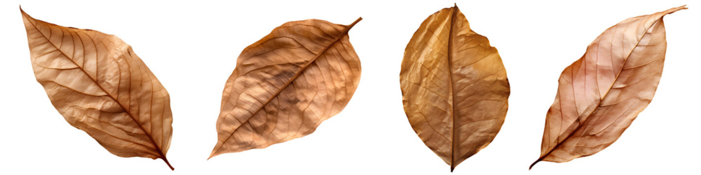 dry leaves set isolated on transparent background - design element PNG cutout collection