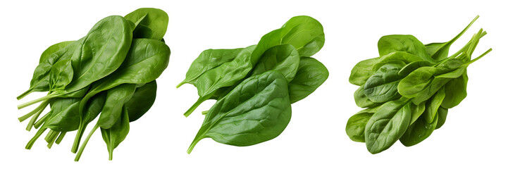 spinach leaves set isolated on transparent background - design element PNG cutout collection