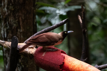 Female of Lesser Bird of Paradise or Paradisaea minor in West Papua, Indonesia