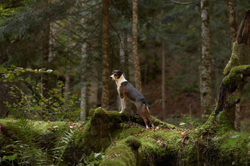 Alert Dog in Forest, A vigilant mixbreed stands in the woods, surveying its surroundings with keen interest. The setting exudes a tranquil, adventurous spirit amidst the forest's serenity.