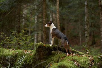 Alert Dog in Forest, A vigilant mixbreed stands in the woods, surveying its surroundings with keen...