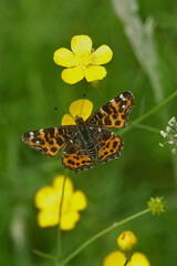 Colorful vertical closeup on the Map butterfly, Araschnia levana, sitting on a yellow buttercup flower