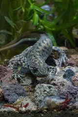 Vertical closeup on an aquatic balkan crested newt , Triturus ivanbureschi in the springtime