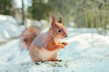 Naklejka na ściany i meble wild red squirrel eats seeds in the winter forest close up