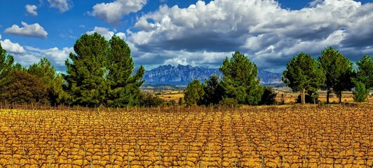 Vilobí del Penedès - vinyes (Montserrat al fons) - Alt Penedès