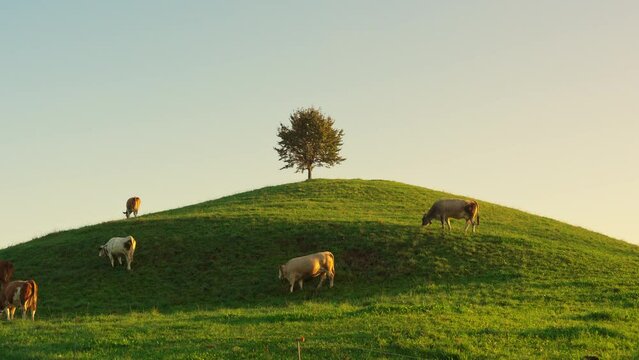 View of lonely tree on hill with herd of cow grazing in rural scene at Switzerland