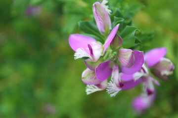 Fototapeta na wymiar delicate purple pink flowers close-up on natural green background, Turkey plant