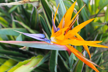 bird of paradise flower