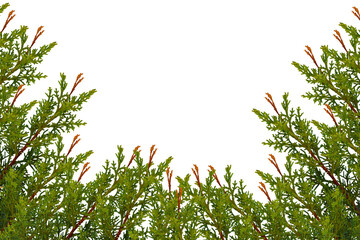 Natural Green branches of thuja tree isolated on white