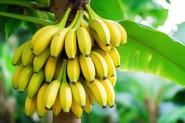 Bunch of Bananas On A Banana Tree - AI Generated Digital Art