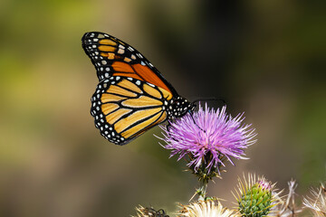 Monarch Butterfly (Danaus plexippus) Feeding on. Arizona Thistle (Cirsium anrzonicum)