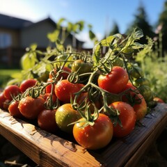Fresh, healthy tomatoes in the vegetable, ripe tomatoes. Generative AI
